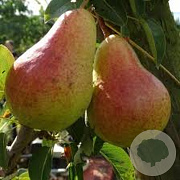 Pyrus c. 'Bon Chrétien Williams' GM 50L dubbele u vorm