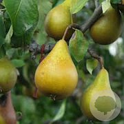 Pyrus c. 'Beurré Hardy' GM 50L dubbele u vorm
