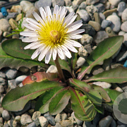 Taraxacum albidum GM P9