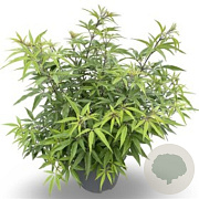 Vitex agnus-castus Delta Blues 150-175 cm 50L