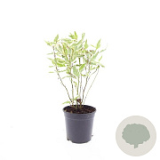 Cornus alba 'Elegantissima' GM C1.3