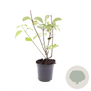 Cornus alba 'Kesselringii' GM C1.3