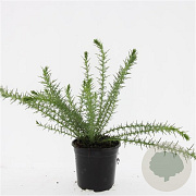 Ulex europaeus GM C1.3