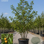 Diospyros lotus 150-175 cm 10L meerstammig