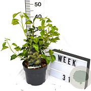 Hedera hel. 'Arborescens' 40-60 cm 3,0L