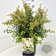 Prunus incisa 'Kojou-no-mai' 40-60 cm 10L