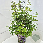 Vitex agnus-castus latifolia 60-80 cm 10L