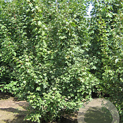 Acer campestre 250-300 cm draadkluit meerstammig 350-400 diameter