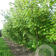 Acer freemanii 350-400 cm draadkluit meerstammig op aanvraag