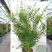Acer pal. 'Bi-hoo' 150-175 cm 20L meerstammig
