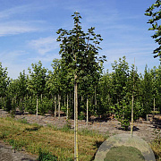 Acer plat. 'Emerald Queen' 10-12 HO draadkluit