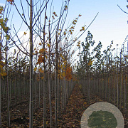 Acer plat. 'Emerald Queen' 12-14 HO draadkluit