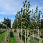 Acer plat. 'Emerald Queen' 20-25 HO draadkluit