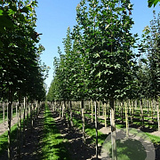 Acer plat. 'Emerald Queen' 25-30 HO draadkluit