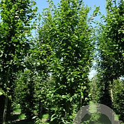 Carpinus bet. 'Frans Fontaine' 25-30 HO draadkluit geveerd