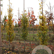Carpinus bet. 'Lucas' 8-10 HO draadkluit geveerd