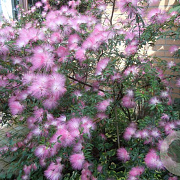 Calliandra surina. 'Dixie Pink' 10-12 HO 40L