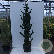 Chamaecyparis l. 'Wissel's Saguaro' 350-400 cm draadkluit solitair
