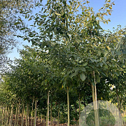 Cornus controversa 12-14 HO draadkluit