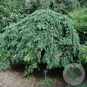 Gleditsia triac. 'Emerald Cascade' 12-14 HO draadkluit