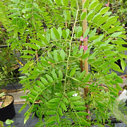 Gleditsia triac. 'Moraine' 8-10 HO draadkluit