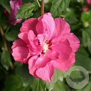 Hibiscus syr. 'Duc de Brabant' 200-250 cm draadkluit struik