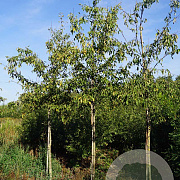 Malus 'Almey' 14-16 HO draadkluit