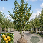 Malus 'Butterball' 300-350 cm draadkluit meerstammig