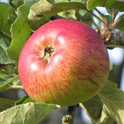Malus d. 'Belle-Fleur LarcheMouche' 12-14 HO draadkluit LEIVORM 200 cm stam