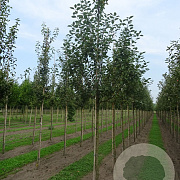 Malus d. 'Notarisappel' 18-20 HO draadkluit