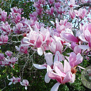 Magnolia soul. 'Alexandrina' 250-300 cm draadkluit meerstammig 350-400 diameter