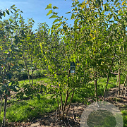 Morus alba 500-550 cm draadkluit meerstammig 400-450 diameter