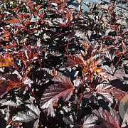 Physocarpus opulif. 'Tuilad' 100-125 cm met kluit struik