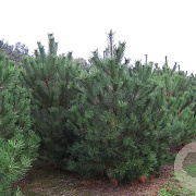 Pinus nigra nigra 300-350 cm draadkluit solitair