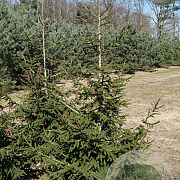Picea orientalis 'Aureospicata' 250-300 cm draadkluit solitair