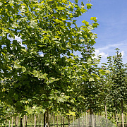Platanus hisp. 'Malburg' 20-25 HO draadkluit
