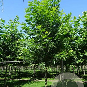 Platanus or. 'Minaret' 14-16 HO draadkluit