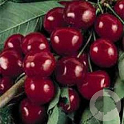 Prunus a. Burlat 18-20 HO draadkluit