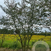 Prunus accolade 250-300 cm draadkluit meerstammig 350-400 diameter