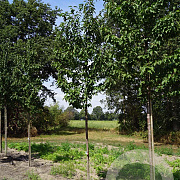 Prunus a. 'Landscape Bloom' 14-16 HO draadkluit