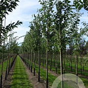 Prunus a. 'Landscape Bloom' 8-10 HO draadkluit