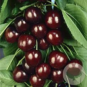 Prunus a. Schneiders Späte 16-18 HO draadkluit