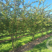 Prunus subh. 'Autumnalis Rosea' 200-250 cm draadkluit meerstammig 160-180 cm diameter