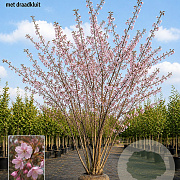 Prunus subh. 'Autumnalis Rosea' 450-500 cm draadkluit meerstammig 200-250 diameter