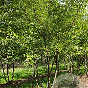 Prunus subh. 'Autumnalis' 450-500 cm draadkluit meerstammig 200-250 diameter