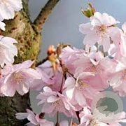 Prunus ser. 'Ichiyo' 20-25 HO draadkluit
