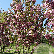 Prunus ser. 'Kanzan' 600-700 cm draadkluit meerstammig