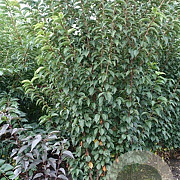 Prunus 'Spire' 350-400 cm draadkluit meerstammig op aanvraag