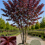 Prunus ser. 'Royal Burgundy' 250-300 cm draadkluit meerstammig 350-400 diameter