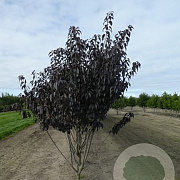 Prunus ser. 'Royal Burgundy' 500-550 cm draadkluit meerstammig 400-450 diameter
